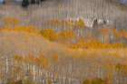 USA, Colorado, Gunnison National Forest. Aspen forest in autumn. Art Print